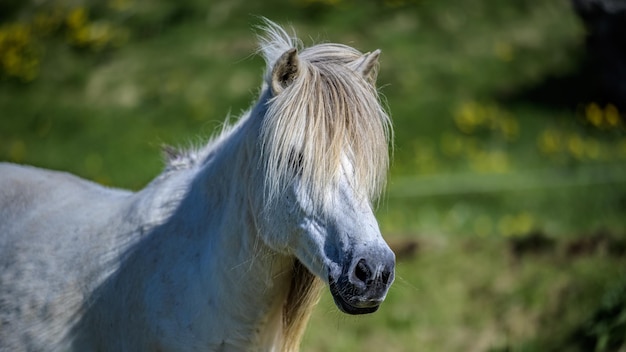 Caballo saludable en un retrato de pasto