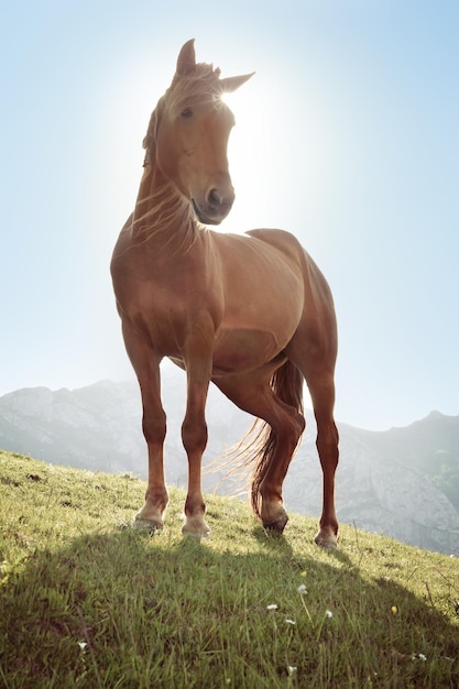 Foto caballo salvaje de backkit de pie en el campo alpino contra el cielo soleado