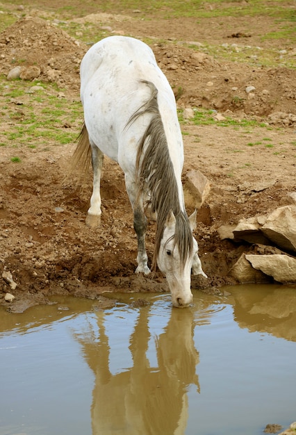 Caballo salvaje blanco agua potable en la falda