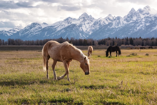 Caballo salvaje en un campo de hierba verde con paisaje montañoso americano en segundo plano.