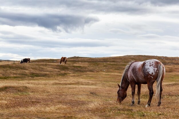 Caballo salvaje en un campo de hierba