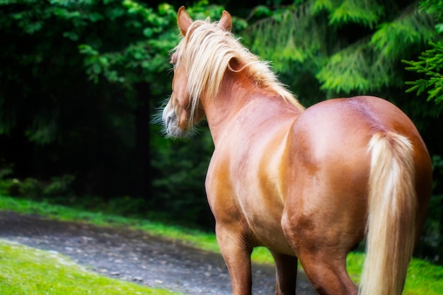 caballo salvaje está cerca de la carretera