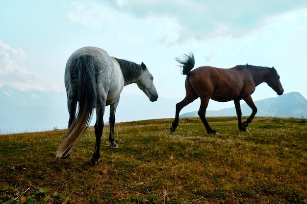 Foto caballo salvaje en la montaña en georgia