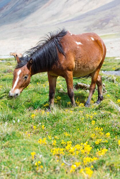 Caballo salvaje en un prado verde y un fondo de montaña