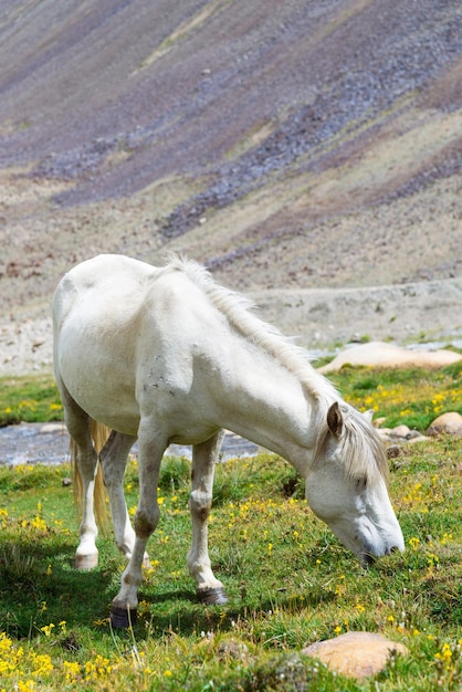 Foto caballo salvaje en un prado verde y un fondo de montaña