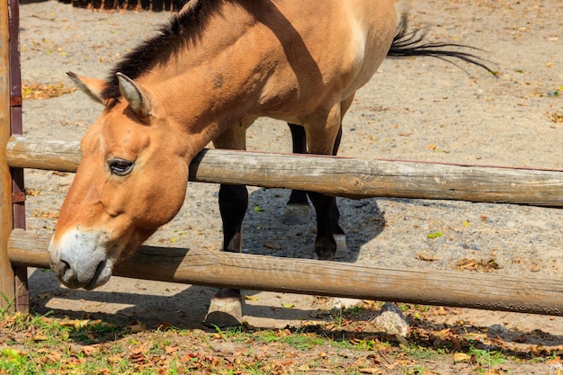 Caballo salvaje de Przewalski en un potrero El caballo de Przewalski Equus przewalskii o Equus ferus przewalskii, también llamado caballo salvaje de Mongolia, es un caballo raro y en peligro de extinción