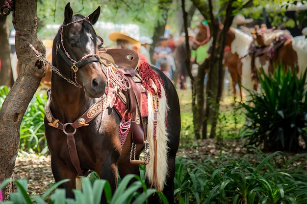 Foto caballo con silla de charrería en un parque