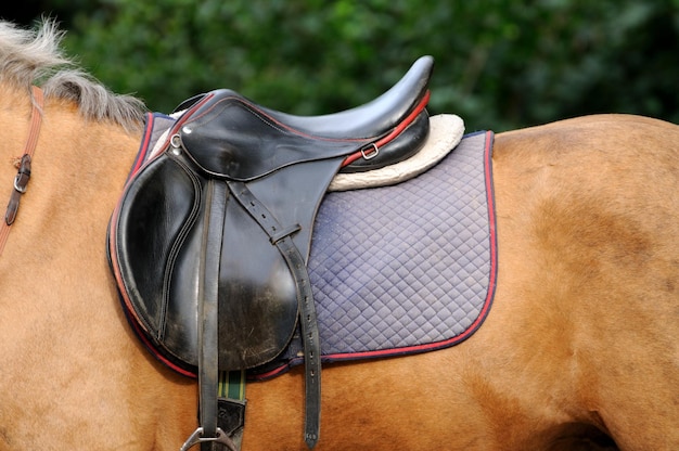 Caballo de silla de cuero de cerca