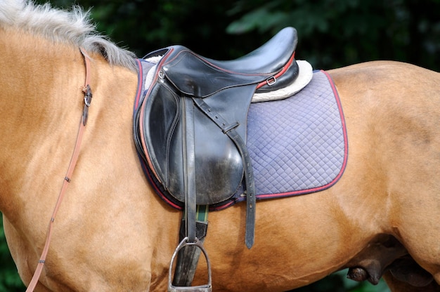 Caballo de silla y estribo de cerca