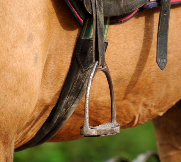 Caballo de silla y estribo de cerca