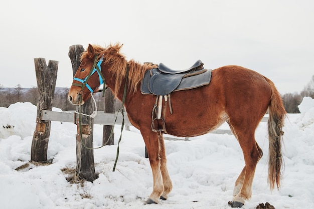 Caballo con una silla de montar en la nieve blanca