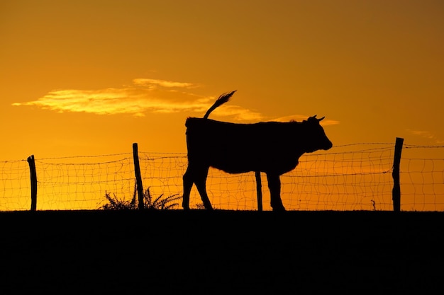 Foto caballo silueta de pie contra el cielo naranja