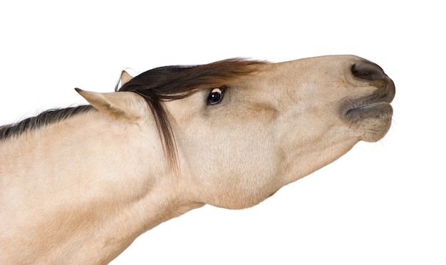 Caballo sobre un blanco aislado