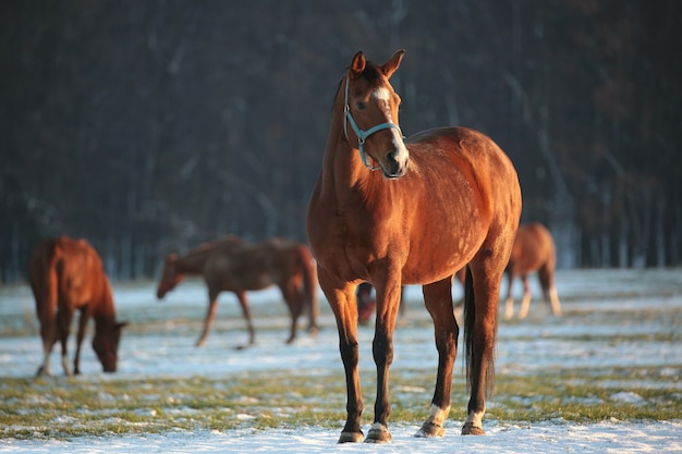 Caballo sobre un fondo de árboles