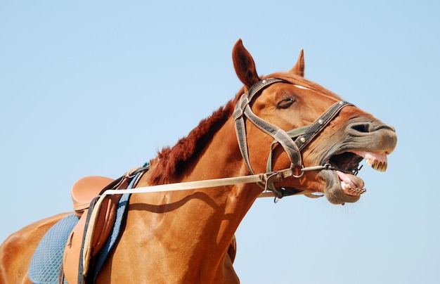 Caballo sobre un fondo de cielo azul