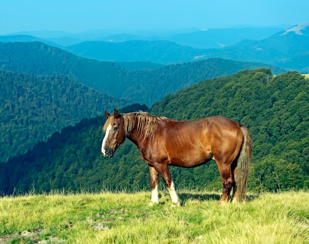 Caballo sobre un fondo de montaña