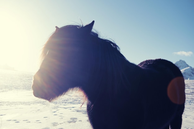 Caballo soleado de Noruega