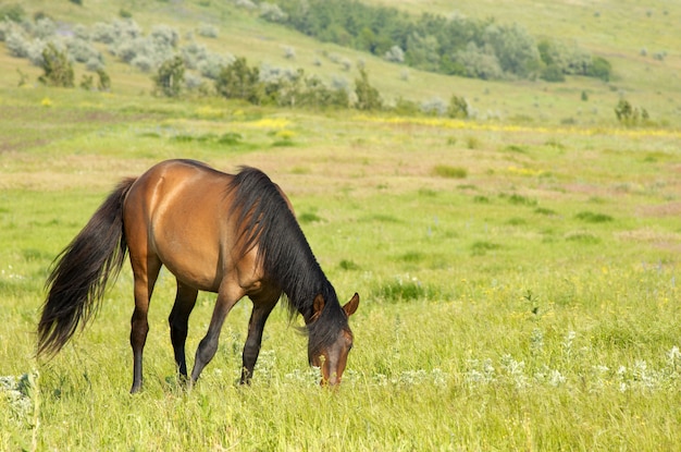 Foto caballo solitario pastando