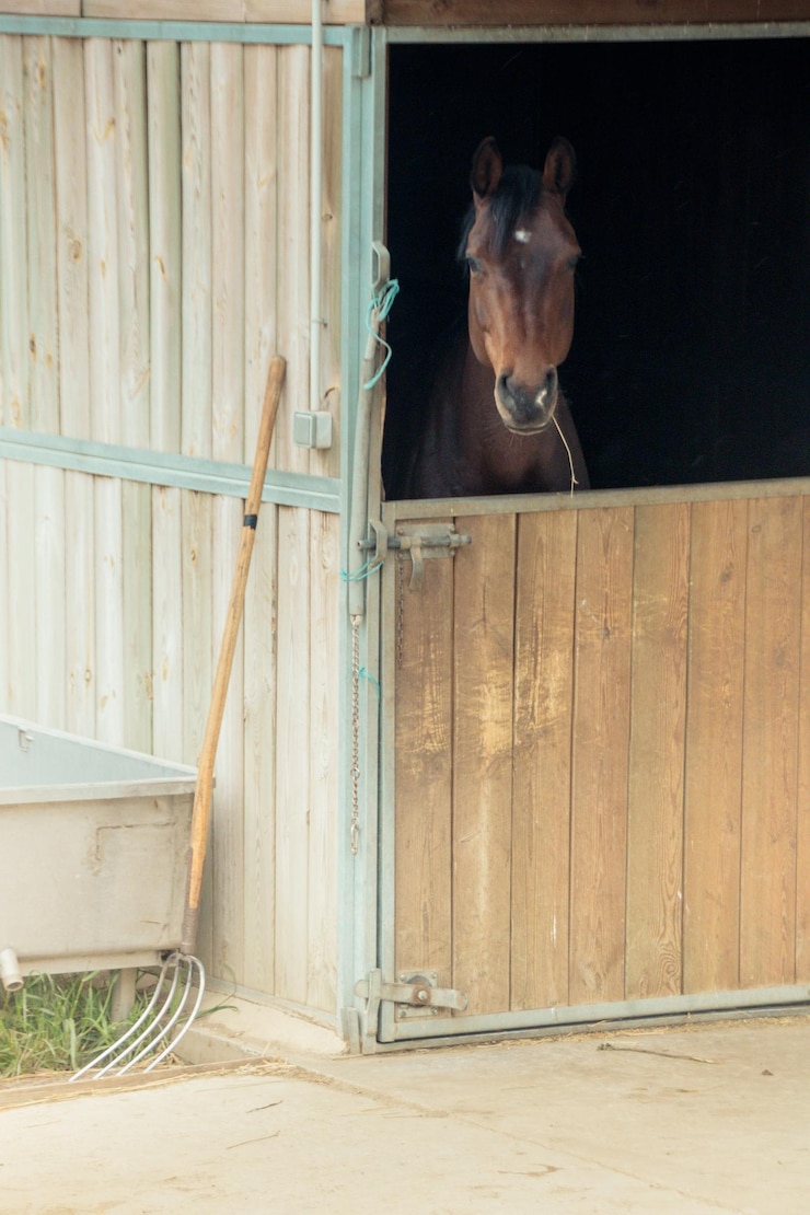 Foto caballo en su caja en un establo
