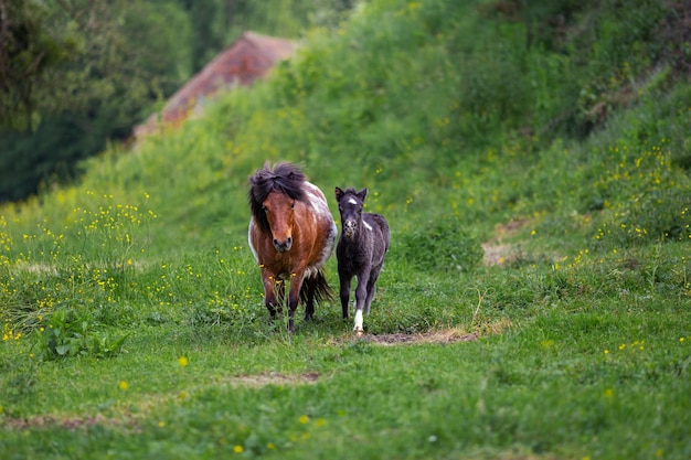 Un caballo y su potro se extienden por el campo caminando por la hierba verde son animales de campo libre