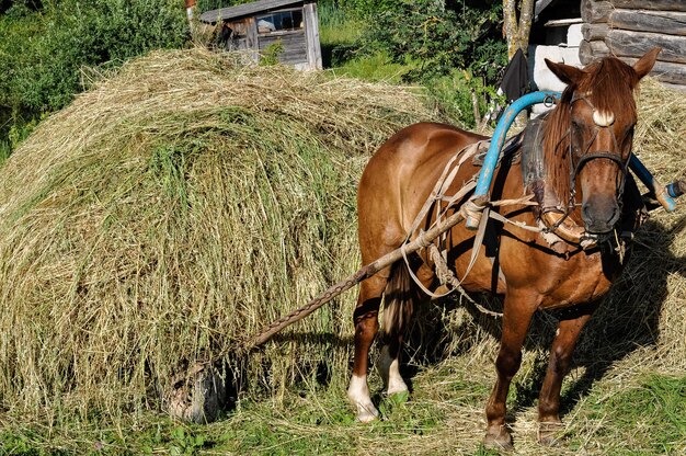 Caballo tirado por heno