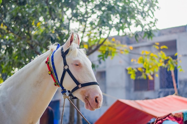 Caballo a la venta en Sonepur Sonepur Mela es la feria de ganado más grande de Asia