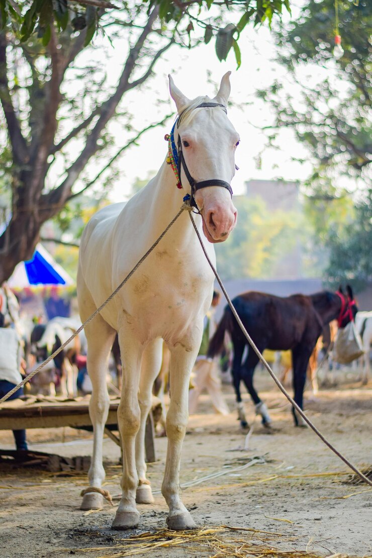 Caballo a la venta en Sonepur Sonepur Mela es la feria de ganado más grande de Asia