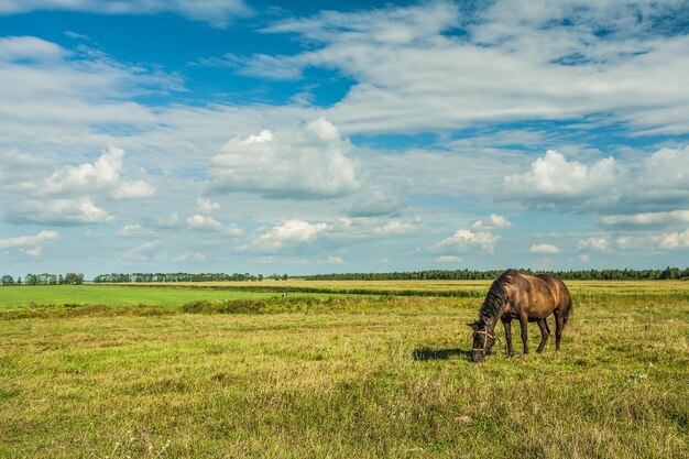 Caballo en vista rural de campo.