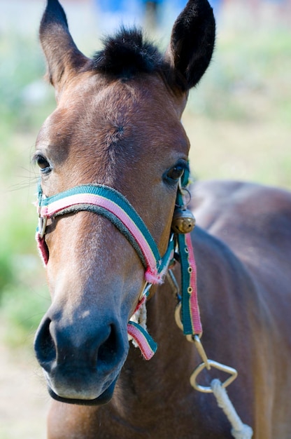 Caballo