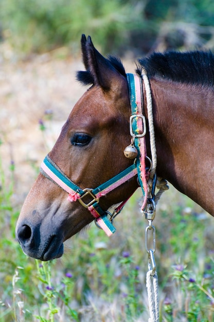 Caballo