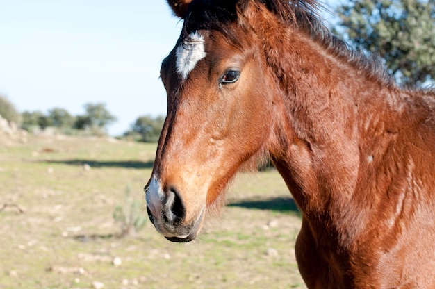 Caballo