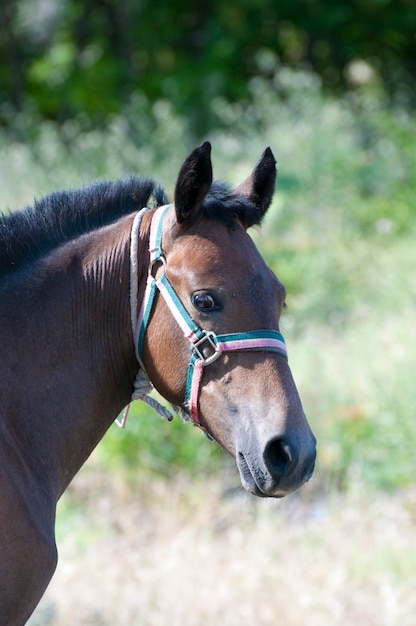 Caballo