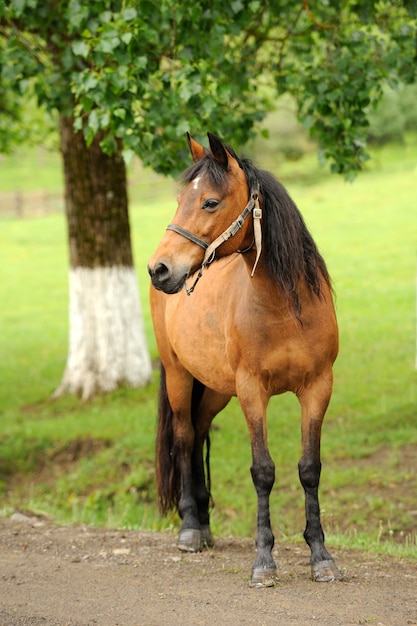 Caballo