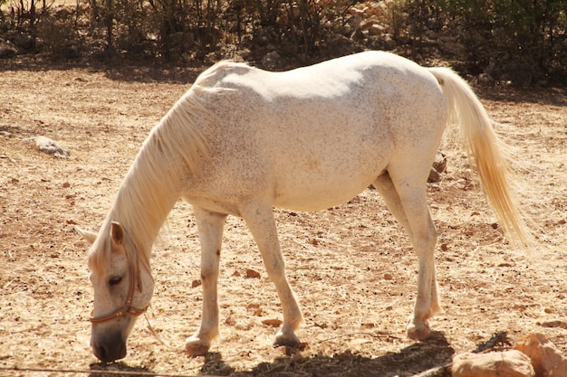 Caballo