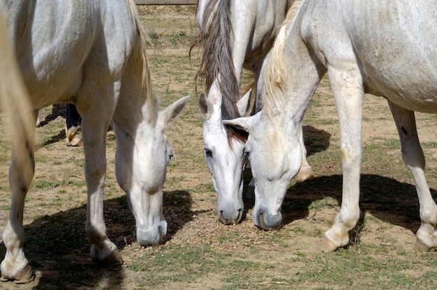 Caballo