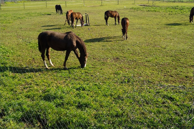 Caballo