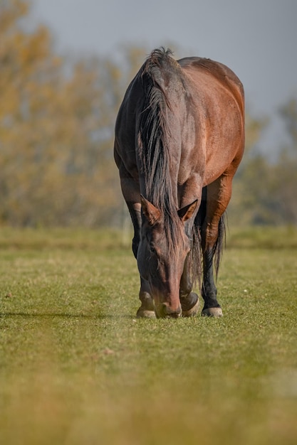 Caballo