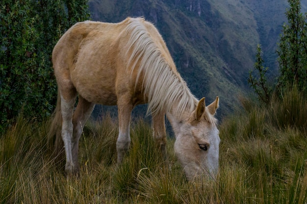 Foto caballo