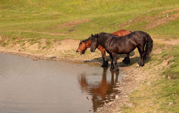 Caballos en un abrevadero cerca del lago