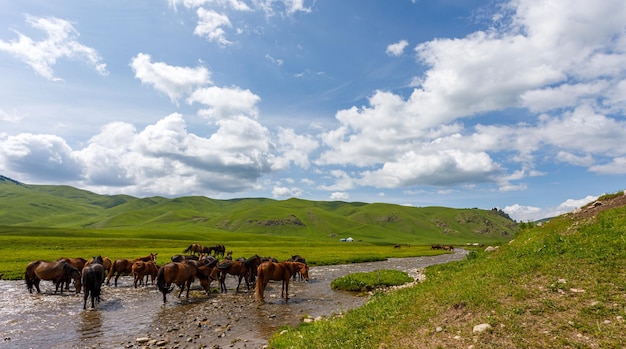 caballos en el abrevadero