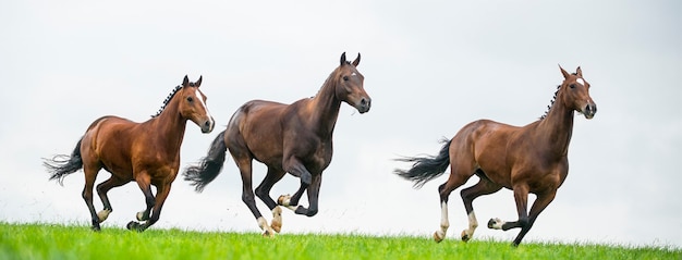 Caballos al galope en un campo