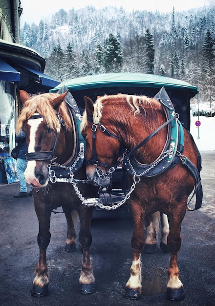 Foto caballos de alemania