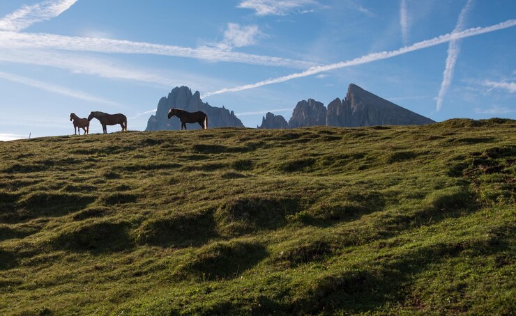 Foto caballos en alpe di siusi en los dolomitas italianos