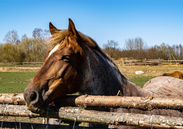 Caballos arreglados detrás de la valla. Primer plano de caballos en el antiguo establo.