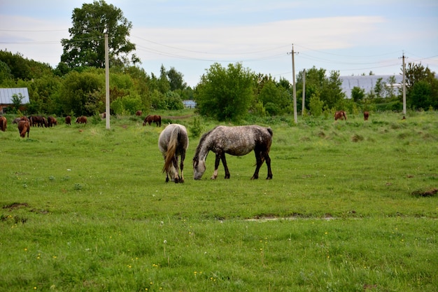 caballos blancos alimentándose en el pasto en un día nublado, primer plano