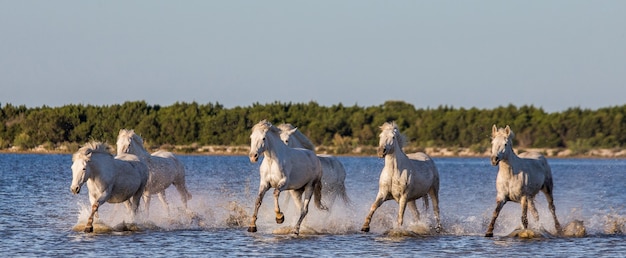 Los caballos blancos de la Camarga corren en la reserva natural de los pantanos