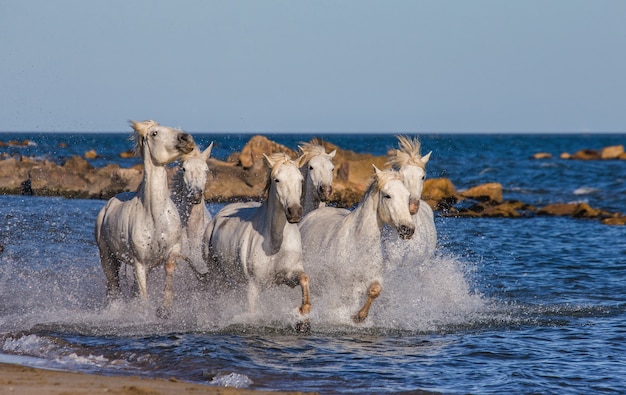 Caballos blancos de la Camarga galopando a lo largo de la playa del mar