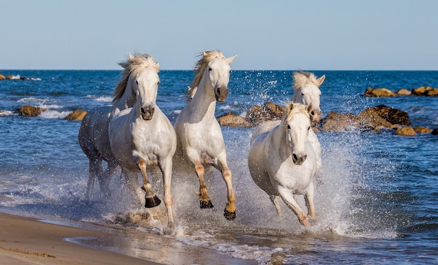 Foto caballos blancos de la camarga galopando a lo largo de la playa del mar