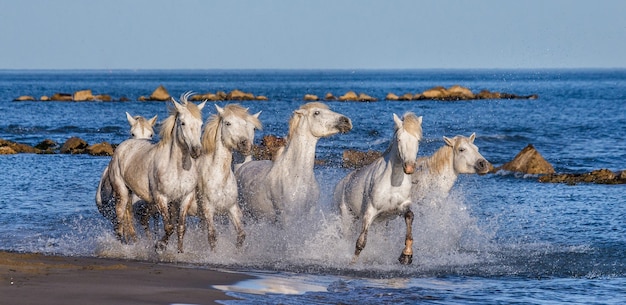 Caballos blancos de la Camarga galopando a lo largo de la playa del mar