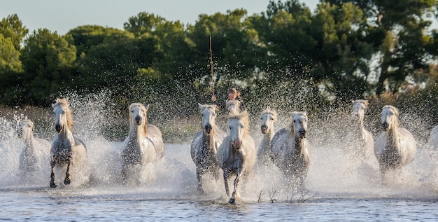 Caballos blancos de la Camarga galopando a lo largo de la playa del mar